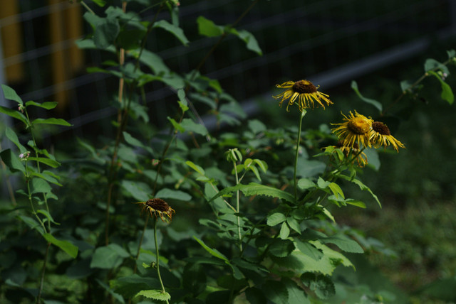 DSC5506.jpg