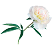 flower079