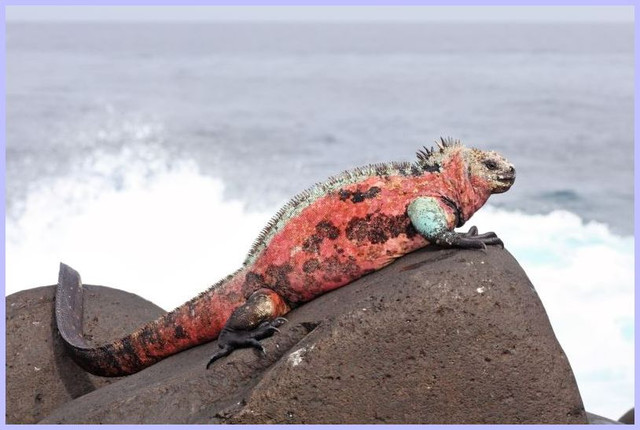 Galapagos-5
