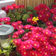 IMG-8065