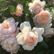 Crocus Rose