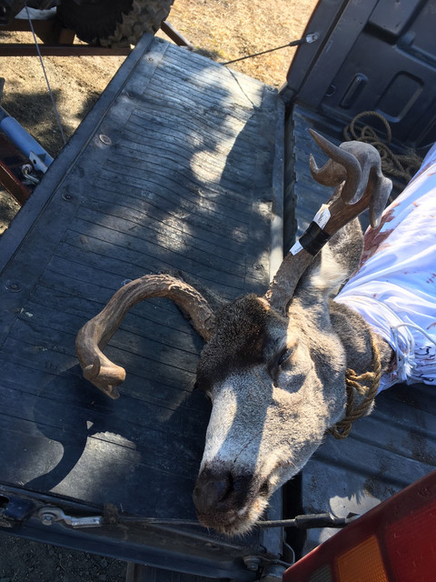 Deer-8