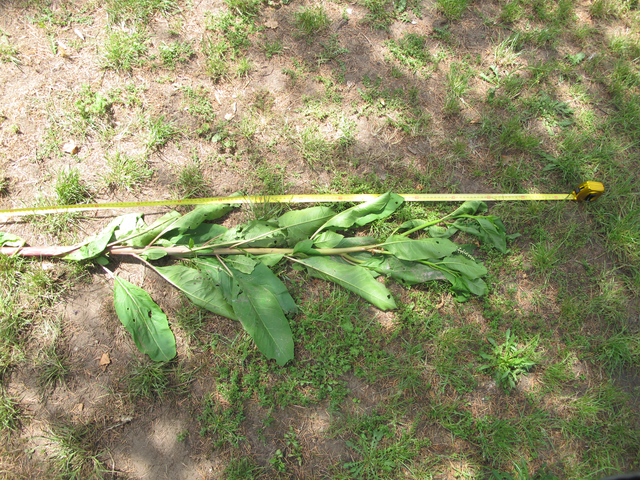 unknown plant 05.png