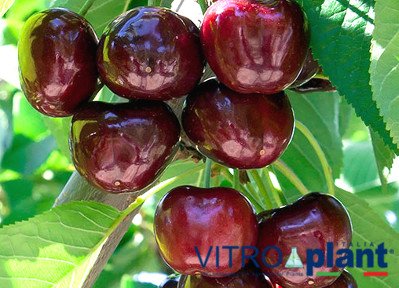 Cerisier Royal Bailey, variété de cerise Royal Bailey, cerise précoce
