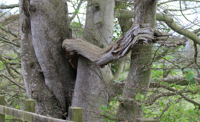 Branches everywhere.jpg