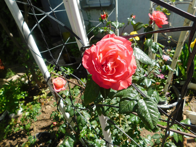 DSCN0052.jpg