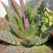 IMG-7559