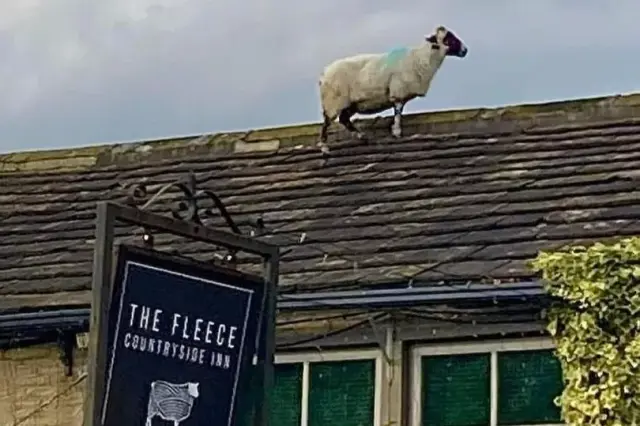 71026-The-Fleece-Countryside-Inn-Sheepcloseup.webp