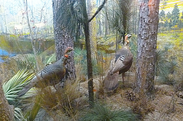 Wild Turkey.jpg
