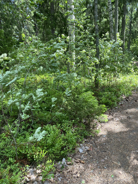 DDFB8223-9-B93-49-BB-8-D72-BF505-B8585-F