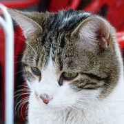 Gato