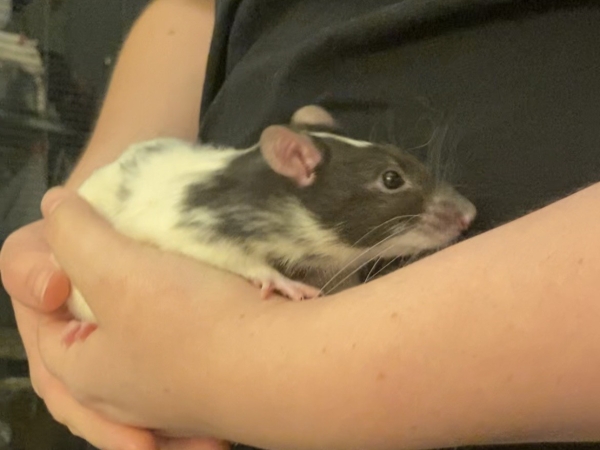 Dave