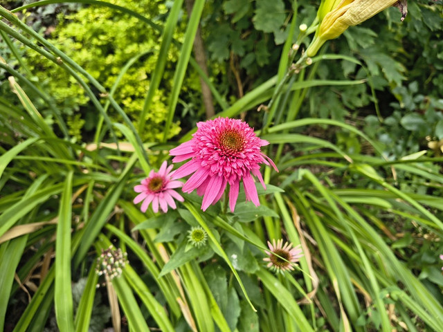 echinacea1.jpg