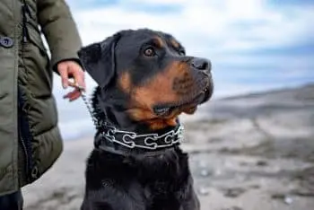 Dogs Can Tell When Someone's a Bad Person