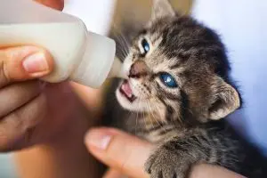 Exploring the Benefits of Goat's Milk Supplements for Cats