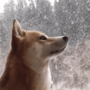 snow-dog.gif