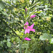 Gladiolus