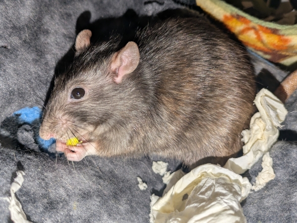 Fred