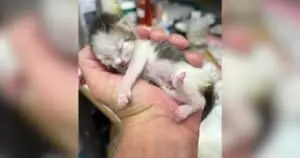 Tiny Kitten Finds Solace with Loving Rescuer