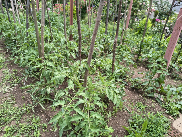 tomato1.jpg