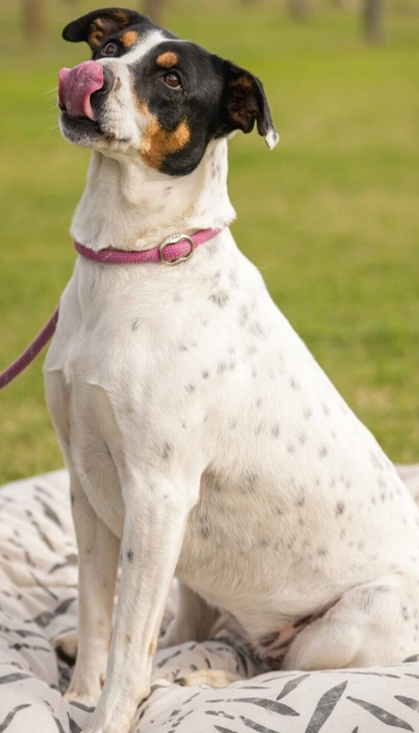 Mixed Breed