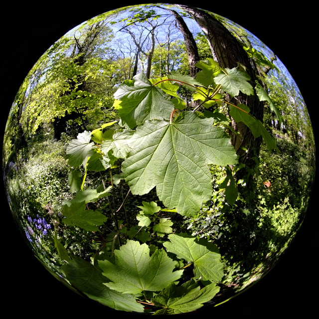 DSF0357.jpg