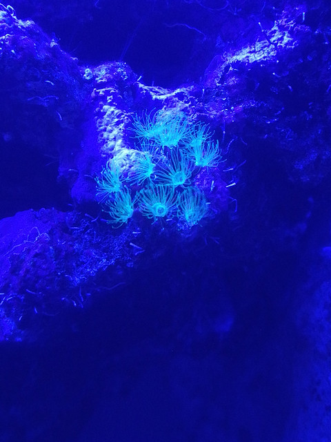 dig