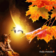 11.gif