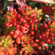 IMG-6704