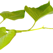 Leaves16