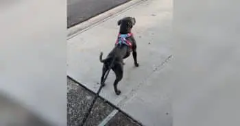 One Small Act Turns a Neighbor into a Beloved Companion for a Dog