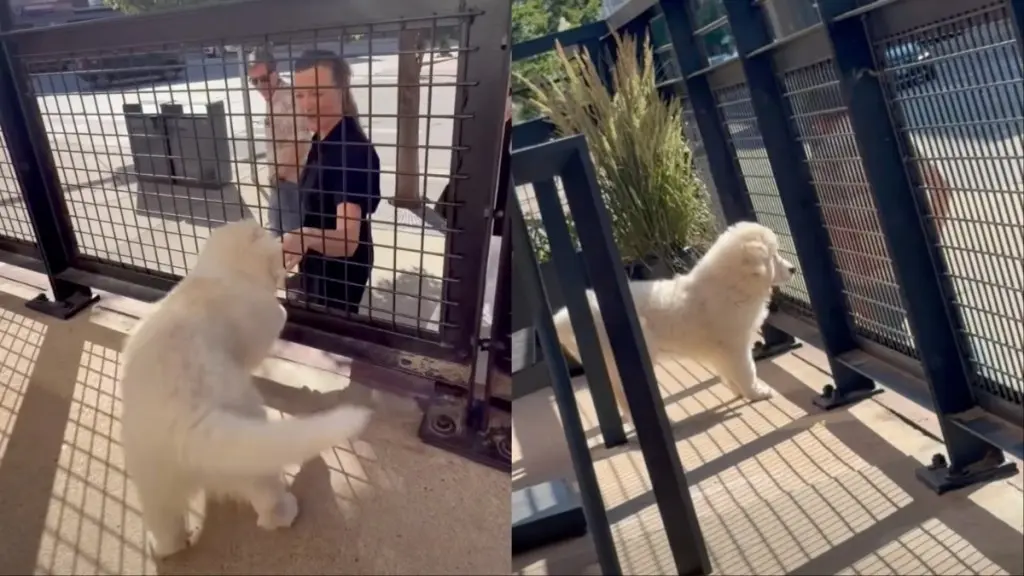 Puppy Delights Passersby with Friendly Patio Greetings