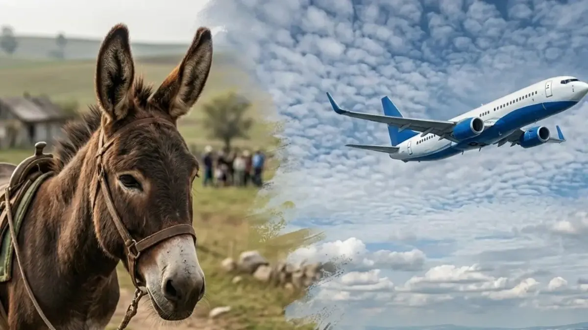 Măgarii, mai periculoși decât avioanele? Demontarea unui mit persistent