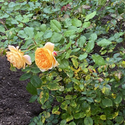 IMG-0694