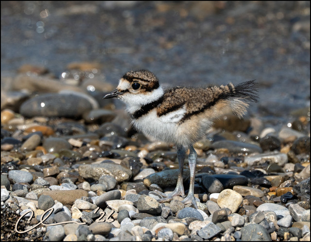0 FB killdeer chick CAS09116.jpg