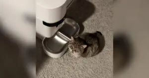 Tiny Cat's Hilarious Battle with a New Automatic Feeder