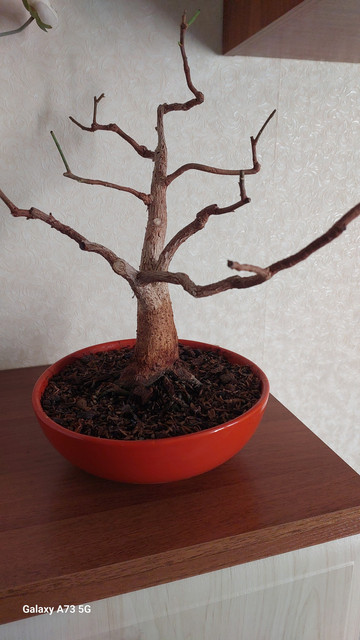 F religiosa