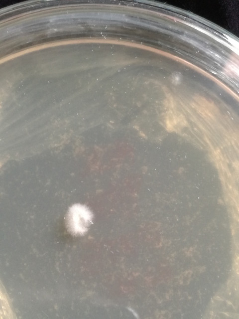petri2