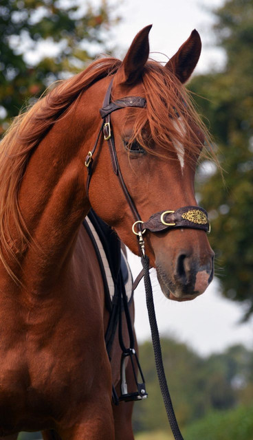 Cheval