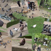 Голуби