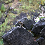 IMG 0302
