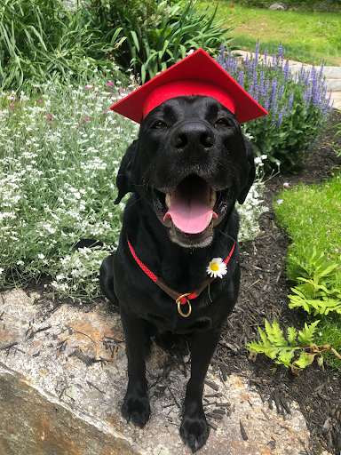 obi graduation