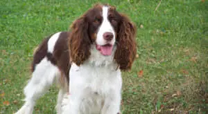 Daily Supplement Boosts Springer Spaniel Skin and Coat Health