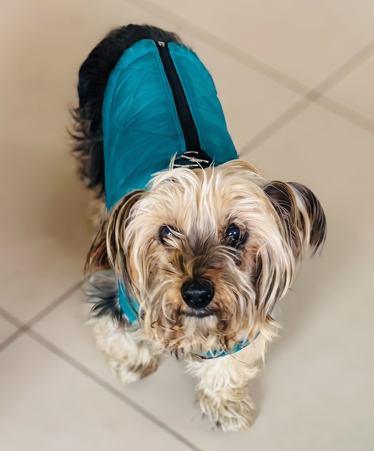 Senior Male Yorkshire Terrier Buttons wearing a blue jacket looking up, rescue dog in Cape Town