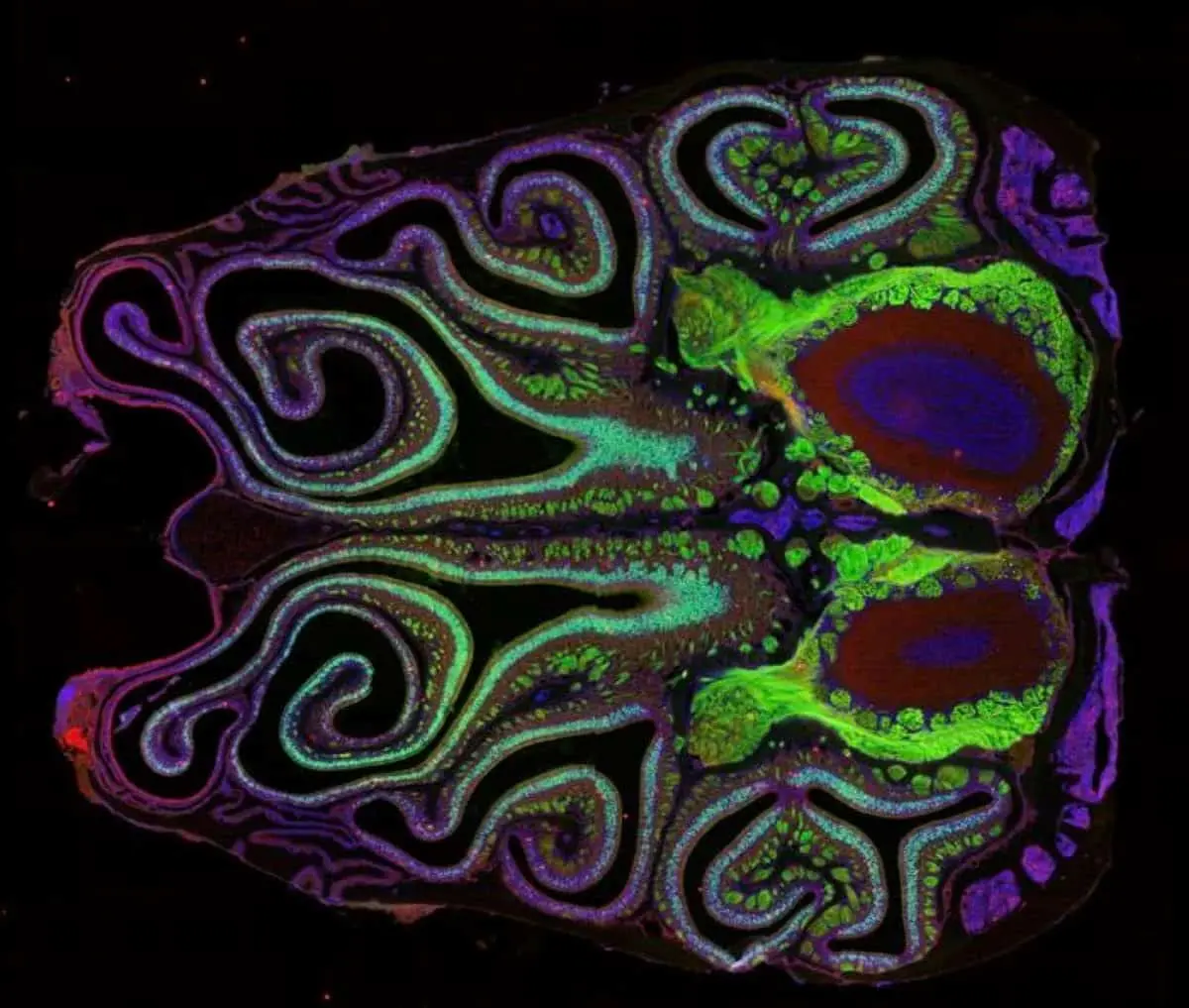 New Research Reveals Organized Structure of Olfactory Map in the Brain