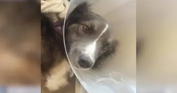 A Dog's Frightening Battle: From Lake Swim to Rare Disease Diagnosis
