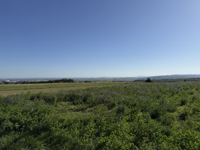 IMG-0284.jpg