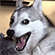 https://i.ibb.co/Qvq44Lff/98.gif