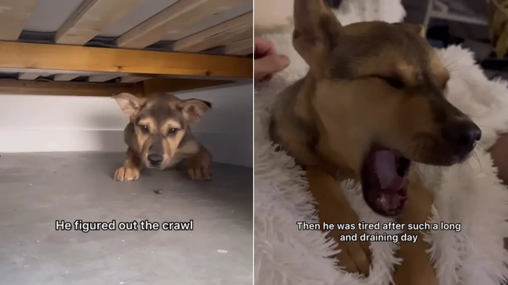 Rescue Dog Finds Comfort, Then Trust, With New Owner