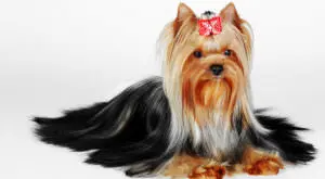 Simple Change Can Transform Your Yorkie's Skin and Coat